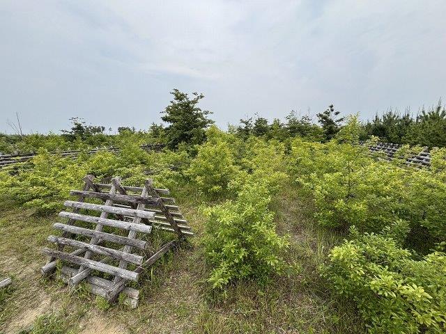 荒浜南官林植樹後1