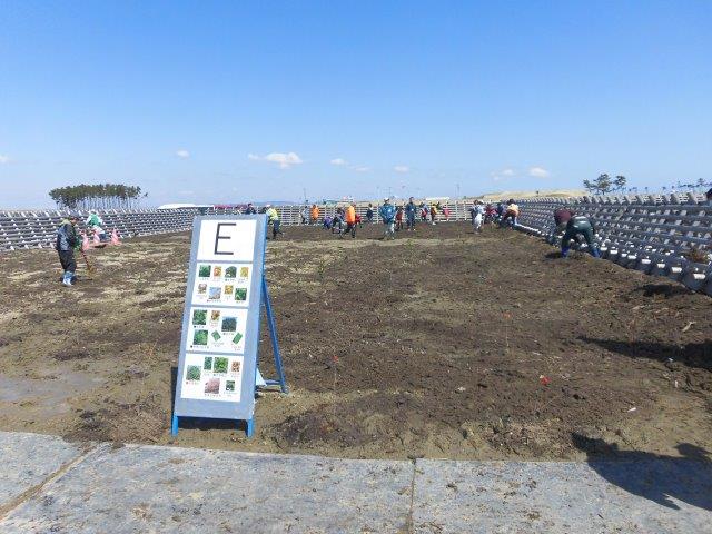 荒浜南官林植樹直後1