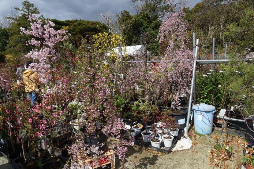 R08植木市の様子（苗木販売の様子）