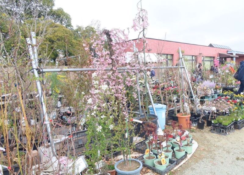 令和7年度の植木市の様子