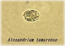 アレキサンドリウム　タマレンセの写真