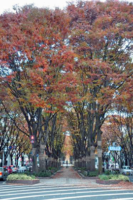 秋の装いの定禅寺通のケヤキ並木2