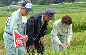 市長が水稲の生育状況を確認している様子