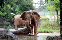 写真：八木山動物公園