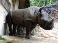 写真：八木山動物公園のクロサイの「ユキ」