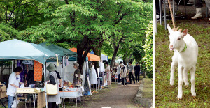 写真：毎月28日に開催される新寺こみち市。ヤギとの触れ合いコーナーもあります
