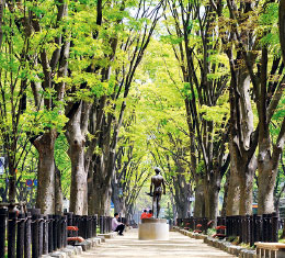 写真：定禅寺通