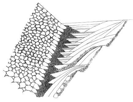 II期石垣の構造模式図