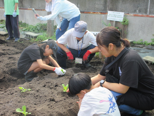仙台白菜の植え付けを行っている様子