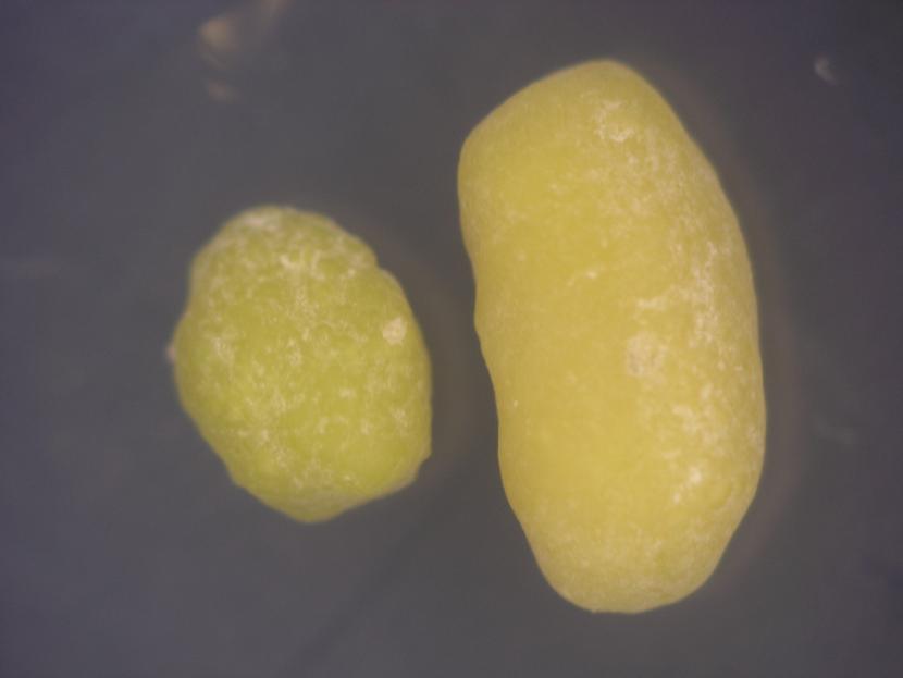 実体顕微鏡写真