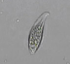 微生物（リトノツス）の写真