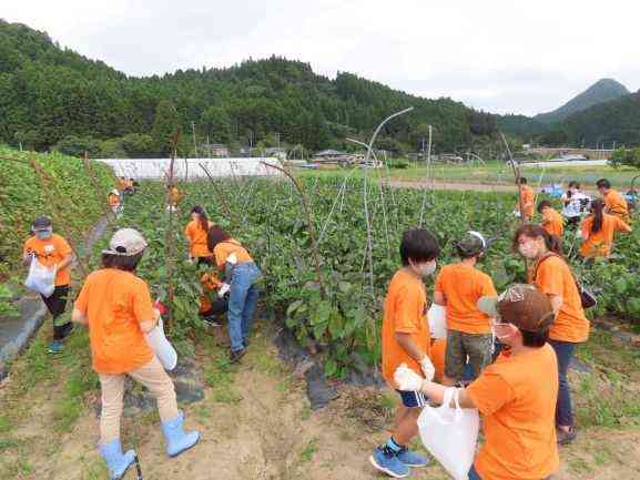 野菜収穫