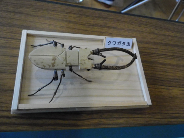 完成したクワガタの竹の標本です