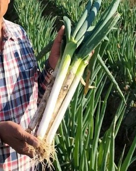 太白太ねぎ収穫