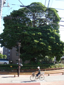 仙台坂にあるタブノ木の写真
