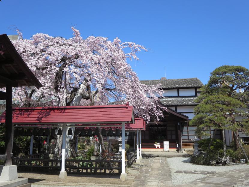 洞林寺にて　桜が満開