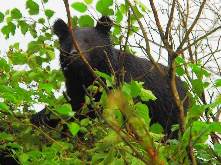 ツキノワグマの参考写真