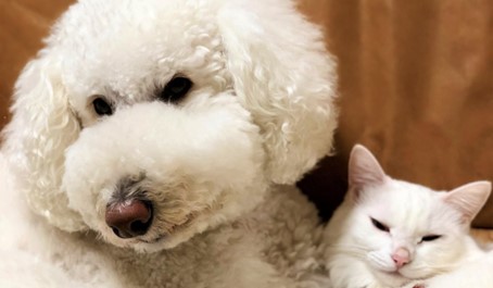 動物が幸せに暮らせるまちづくり