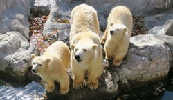 八木山動物公園オフィシャルサポーター