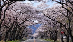 秋保・広瀬・大沢・根白石地域活性化サポーター