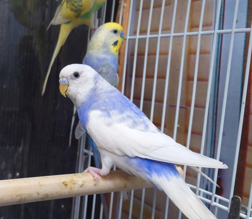 動物紹介 セキセイインコ