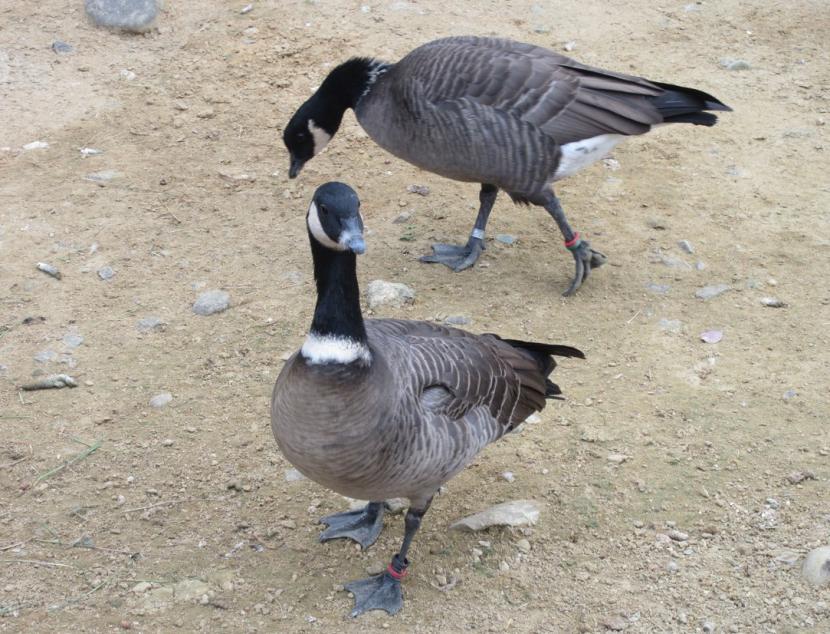 シジュウカラガン