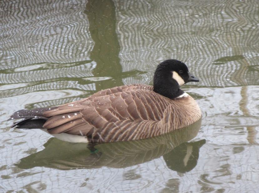 シジュウカラガン