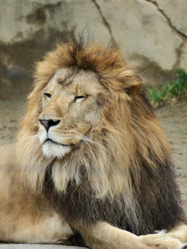 ライオンのサン