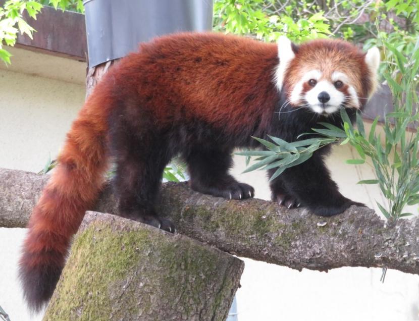 シセンレッサーパンダ