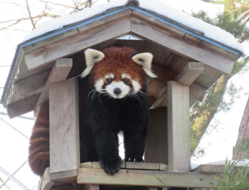 シセンレッサーパンダ