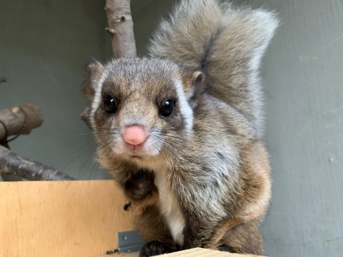 動物紹介ムササビ