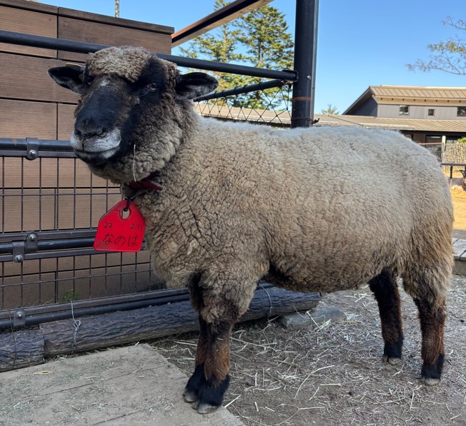 ヒツジのコリデール種