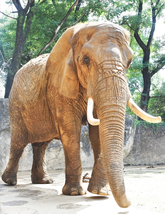 動物紹介アフリカゾウ