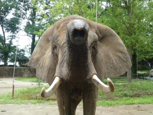 アフリカゾウの鼻実験