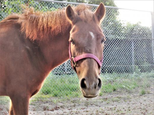 動物のおはなし対州馬