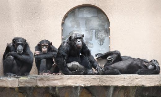 1月うらがわ探検隊類人猿舎
