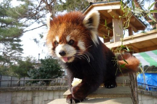 飼育員による動物のおはなしレッサーパンダ
