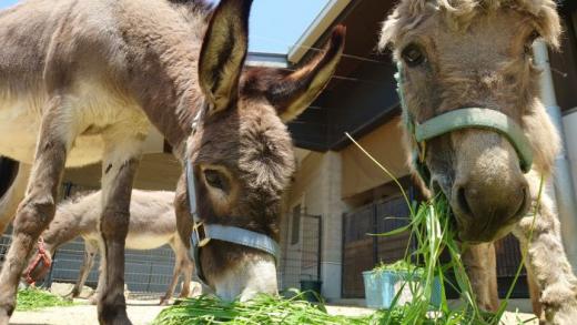 飼育員による動物のおはなしロバ