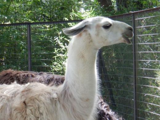 飼育員による動物のおはなしラマ
