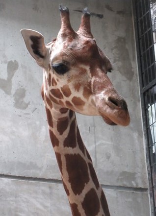 キリン
