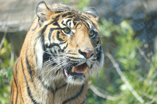 うらがわ探検猛獣舎