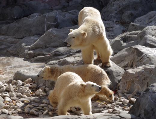 ホッキョクグマのポーラとうみとそら