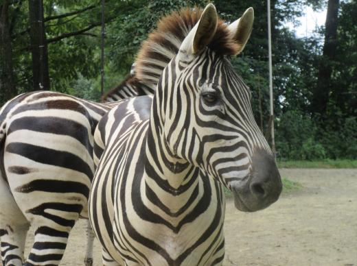 飼育員による動物のおはなしシマウマ編