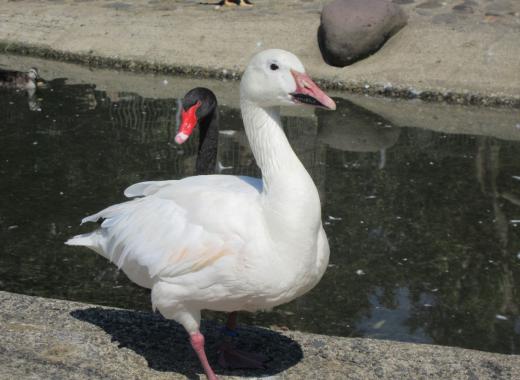 飼育員による動物のおはなし