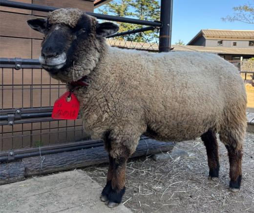 飼育員による動物のおはなし