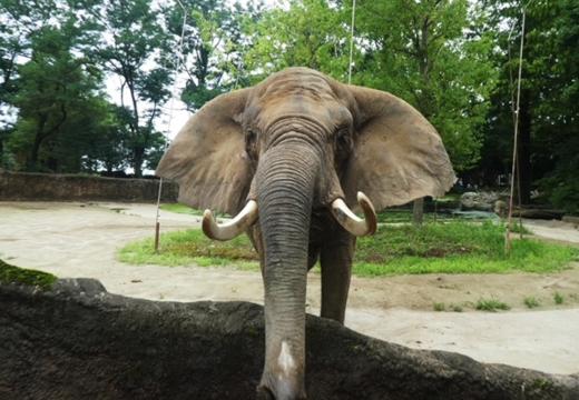 飼育員による動物のおはなし