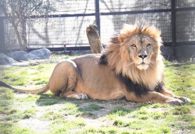 飼育員による動物のおはなし