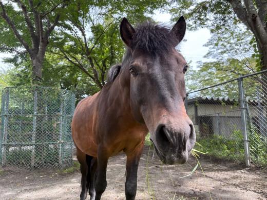 対州馬のアサヒ