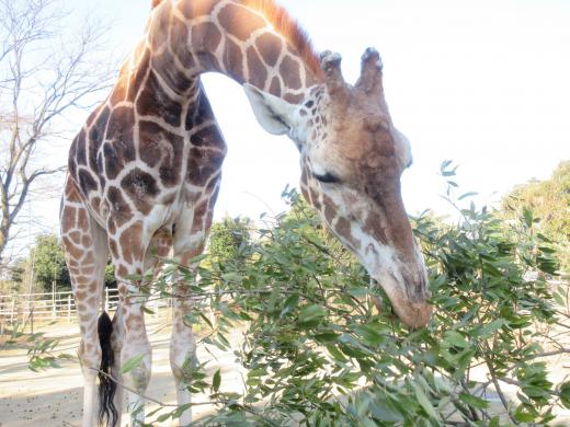 飼育員による動物のおはなしキリン編