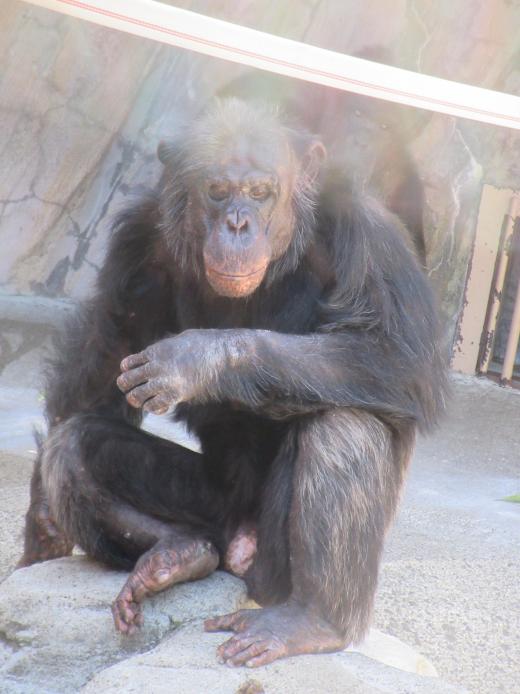飼育員による動物のおはなしチンパンジー編